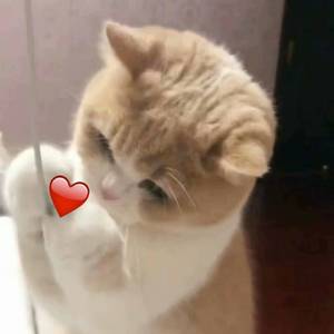 男女裸体做爰全过程
